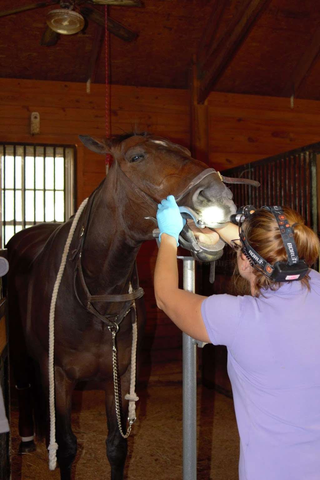 Four Seasons Equine Veterinary Service | 16545 Cox Mill Rd, Orange, VA 22960, USA | Phone: (804) 854-4884