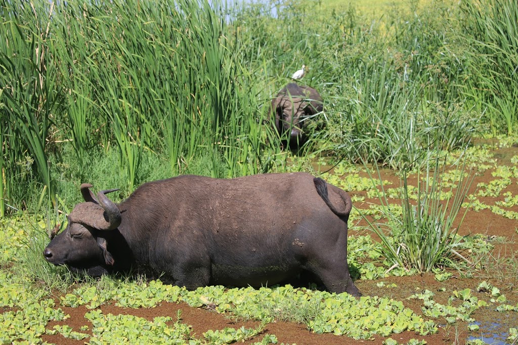 Proud African Safaris | 12 Greystone Rd, Marblehead, MA 01945, USA | Phone: (614) 563-3579