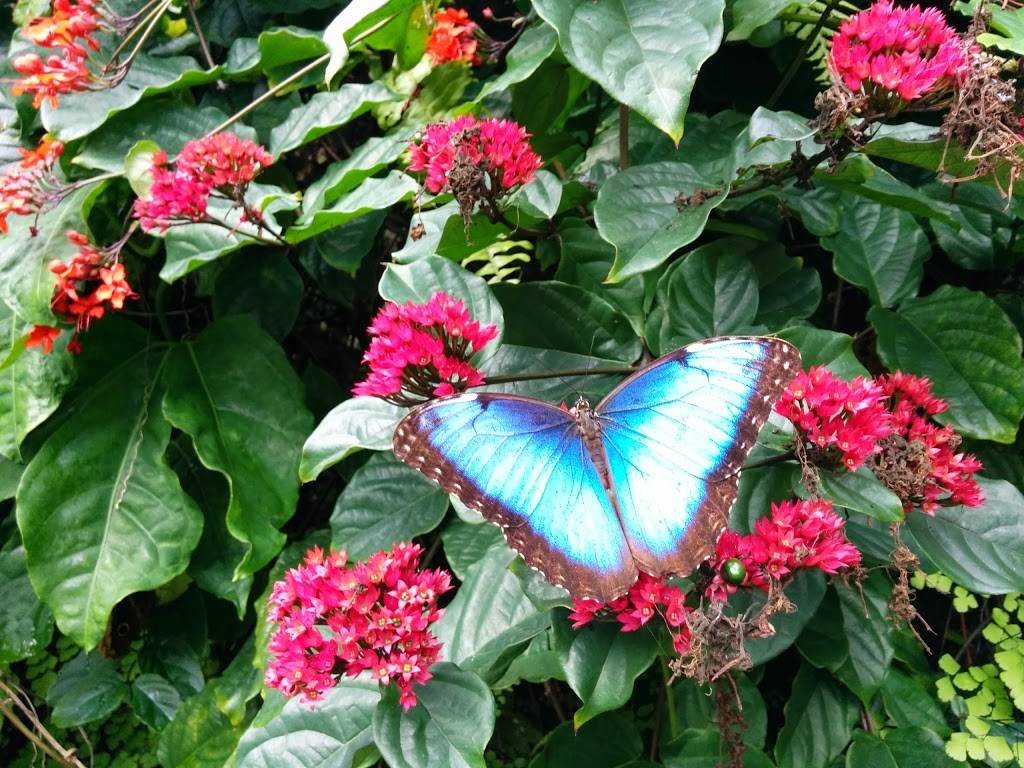 Butterfly Conservatory | 10901 Old Cutler Rd, Coral Gables, FL 33156, USA | Phone: (305) 667-1651