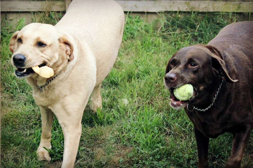 The Country Groomer & Kennels | 38 N Main St #1, Carver, MA 02330, USA | Phone: (508) 866-2510