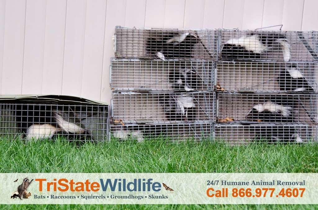 TriState Wildlife | 15 Elm Rd, Lake Peekskill, NY 10537, USA | Phone: (914) 257-3338