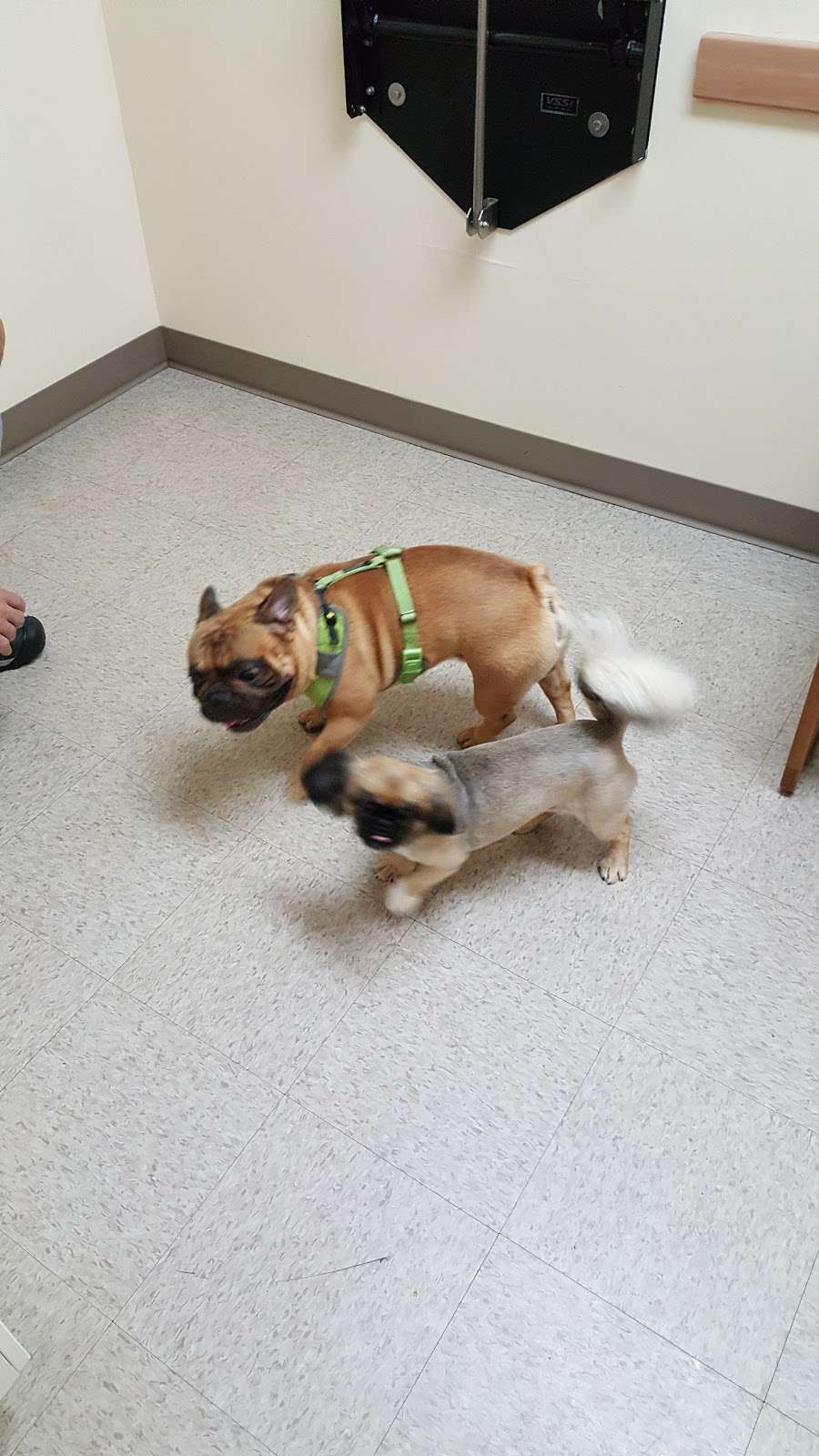North East Animal Hospital 1771 W Pulaski Hwy Elkton Md 21921 Usa