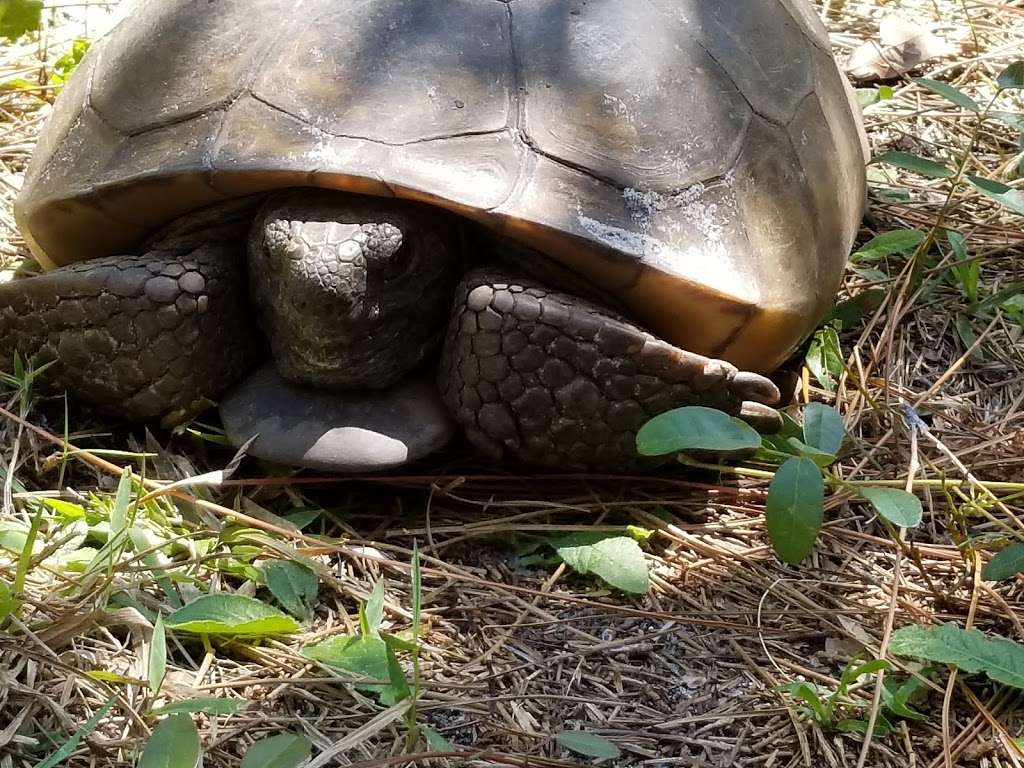 Halpatiokee Regional Park | 8303 SW Lost River Rd, Stuart, FL 34997, USA | Phone: (772) 221-1419