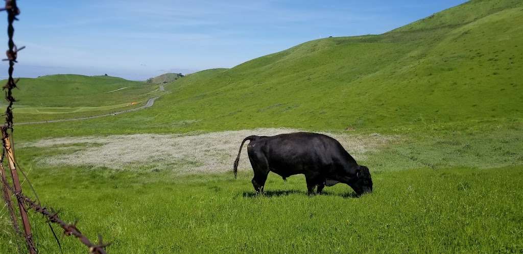 City of Milpitas Dog Park at Ed R. Levin | Tularcito Trail, Milpitas, CA 95035, USA | Phone: (408) 262-6980