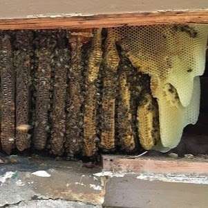 Bee Happy Bee Removal | 1011 Ginger, Holly Glade Ln, Pinehurst, TX 77362, USA | Phone: (281) 785-6061