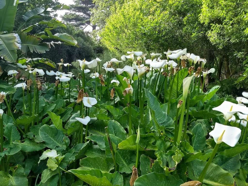 California Native Garden | San Franciscio Botanical Garden, San Francisco, CA 94122, USA | Phone: (415) 661-1316