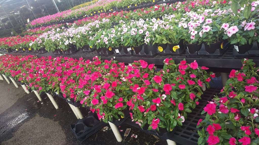 Houston Garden Centers | 20050 Gulf Fwy, Webster, TX 77598 | Phone: (281) 557-7399