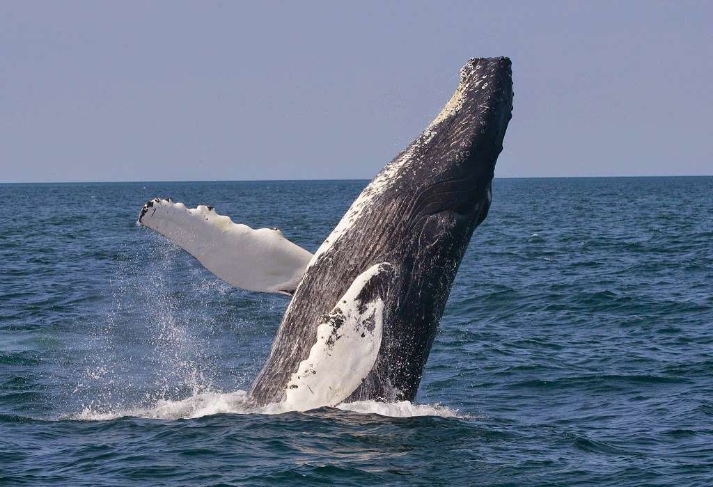 7 Seas Whale Watch | 63 Rogers St, Gloucester, MA 01930, USA | Phone: (978) 283-1776