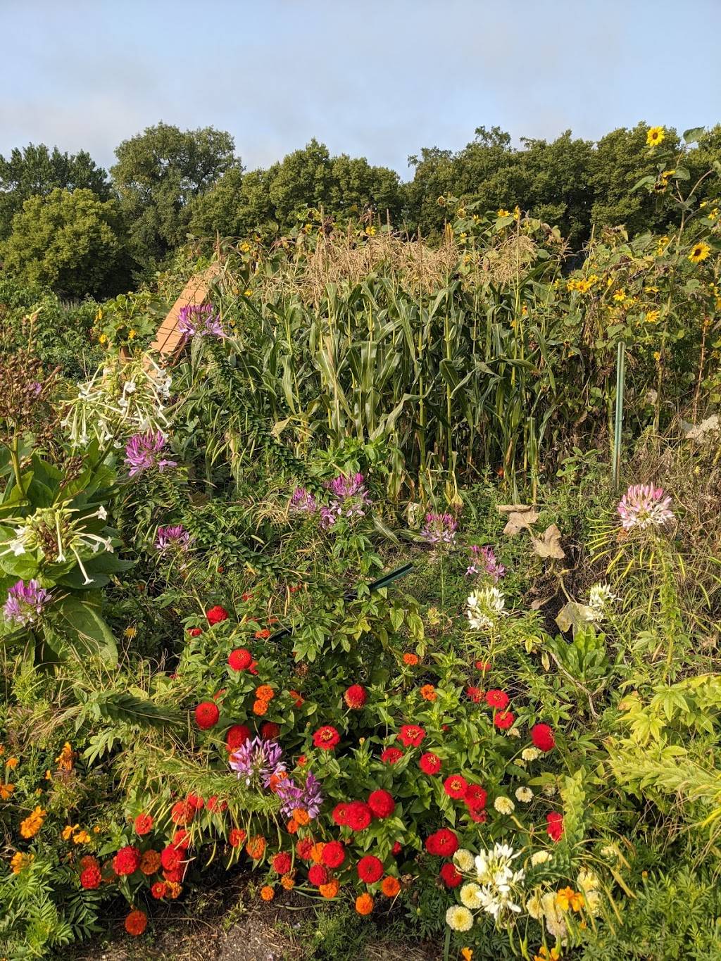 Dowling Community Garden | E 39th St, Minneapolis, MN 55406, USA | Phone: (612) 467-9545