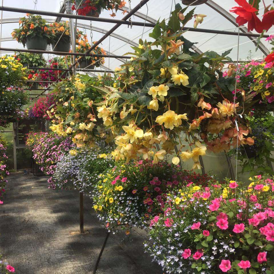 Beichlers Greenhouse | 4475 PA-438, Dalton, PA 18414, USA | Phone: (570) 563-1109