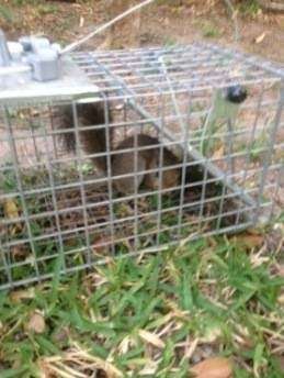 Urban Wildlife Solutions | 5202 Dana Leigh Dr, Houston, TX 77066, USA | Phone: (832) 598-6003