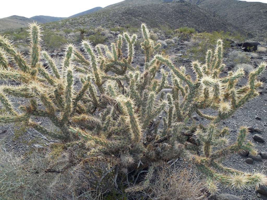 Mccullough Trail rest stop | Henderson, NV 89052, USA