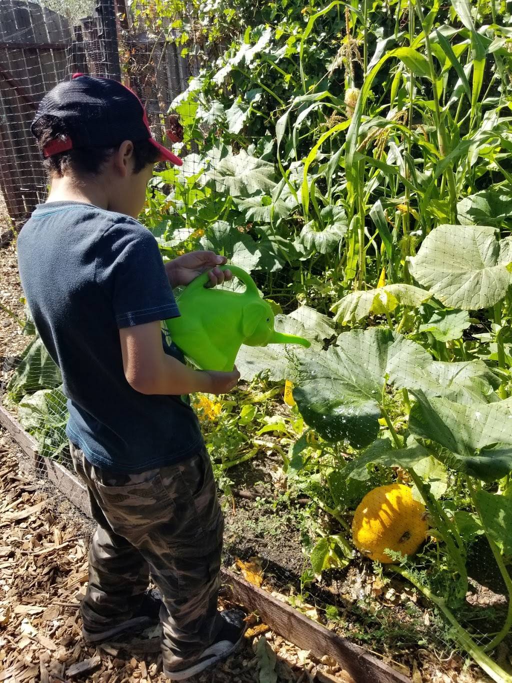 Veggielution Community Farm | 647 S King Rd, San Jose, CA 95116 | Phone: (408) 753-6705