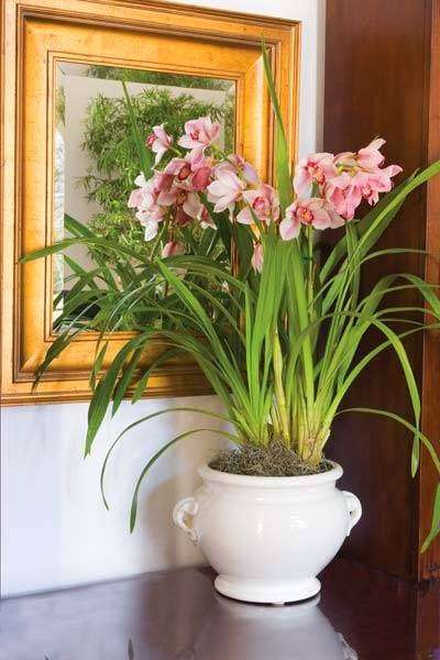 San Diego Interior Plants | 924 Encinitas Blvd #15, Encinitas, CA 92024, USA | Phone: (760) 632-6320