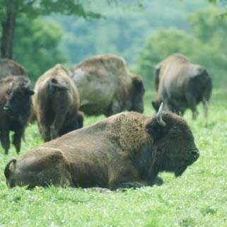 Bison Meat - Northfork Bison Ranch | 81 Fulton St, Boonton, NJ 07005 | Phone: (888) 422-0623