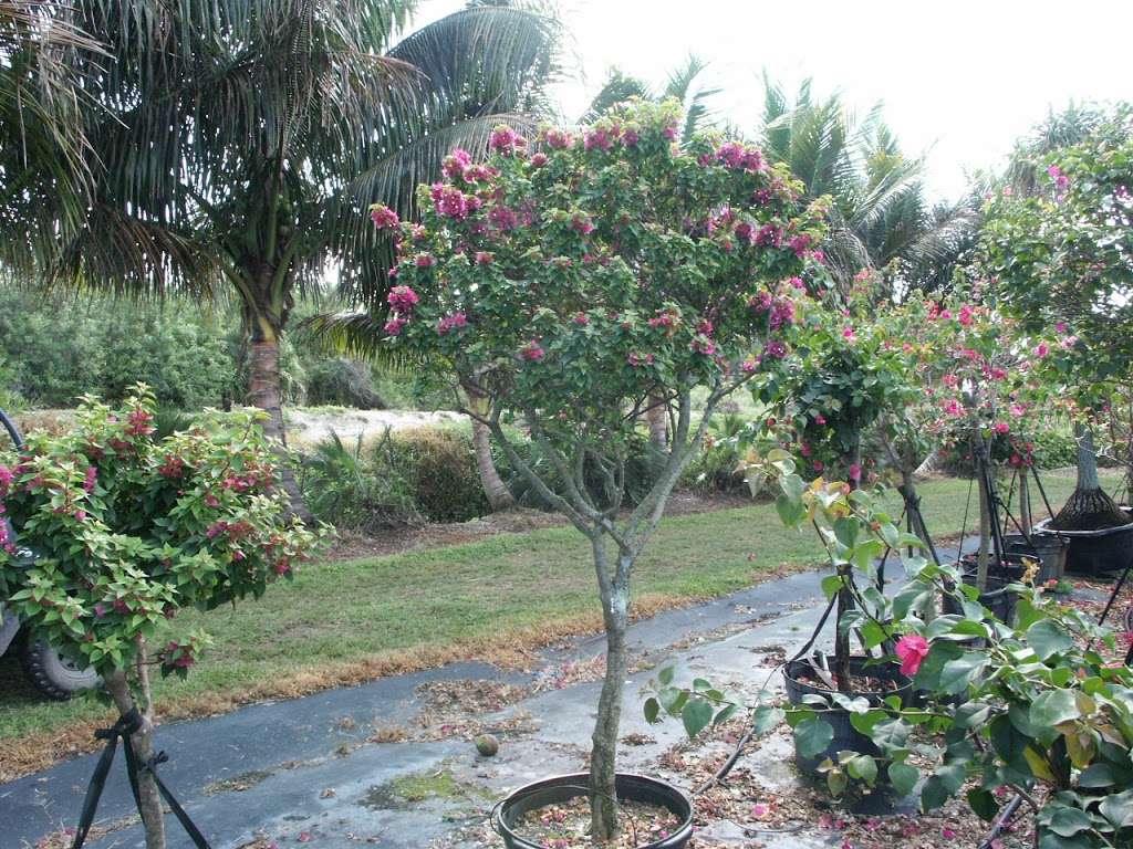 Tropical Landscapers | 8917 116th Terrace S, Boynton Beach, FL 33472, USA | Phone: (561) 369-2899