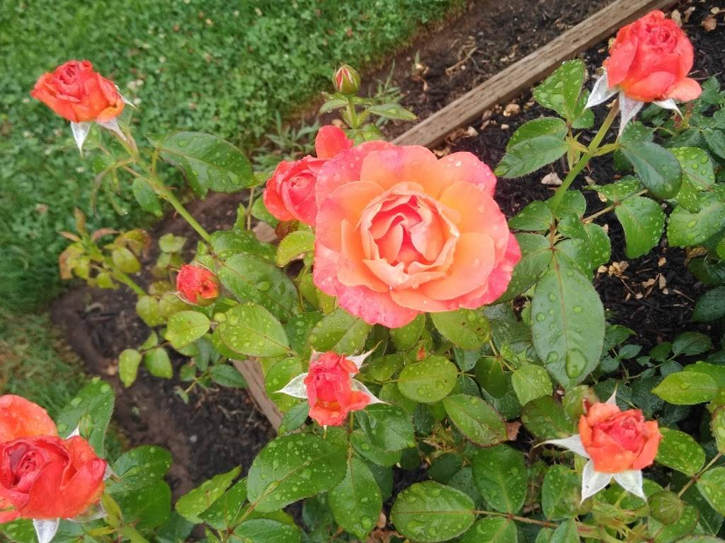 Sara Hite Rose Garden | 5440 SE Kellogg Creek Dr, Portland, OR 97222, USA | Phone: (503) 653-8100