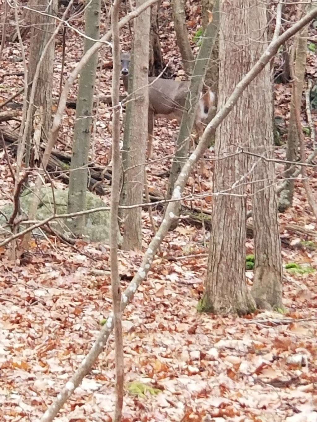 Hamburg Mountain Wildlife Management Area | Vernon Stockholm Rd, Franklin, NJ 07416 | Phone: (973) 383-0918