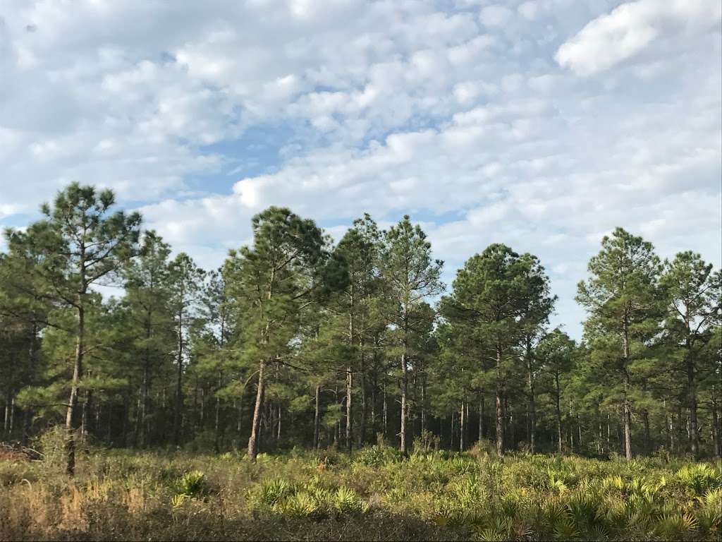 Chernobyl Memorial Forest | Ocklawaha, FL 32179