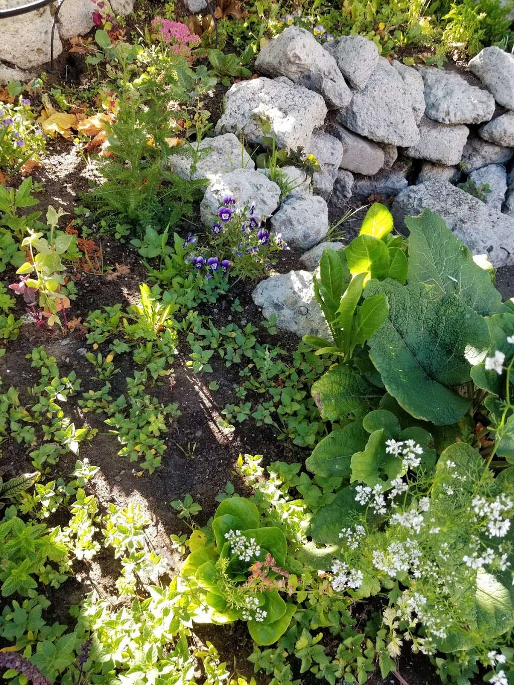 Sharyngetti Community Garden | Berkeley, CA 94720