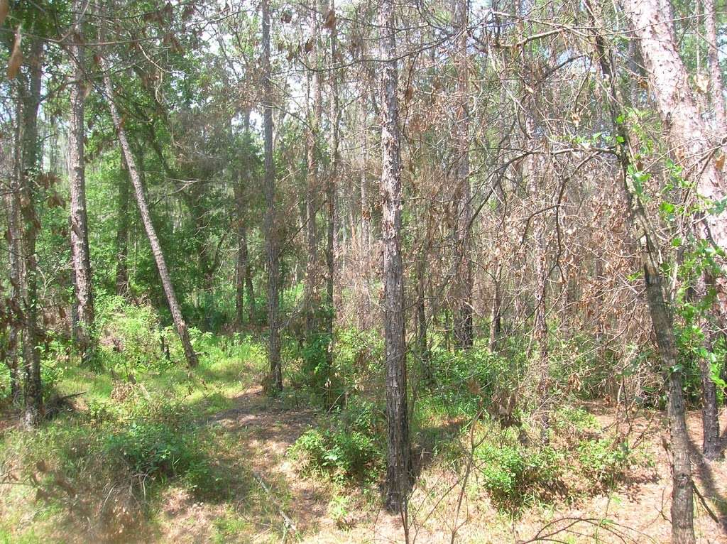 Green Swamp Wilderness Preserve - Hampton Tract | 18490 Rockridge Rd, Polk City, FL 33868, USA | Phone: (352) 796-7211 ext. 4470