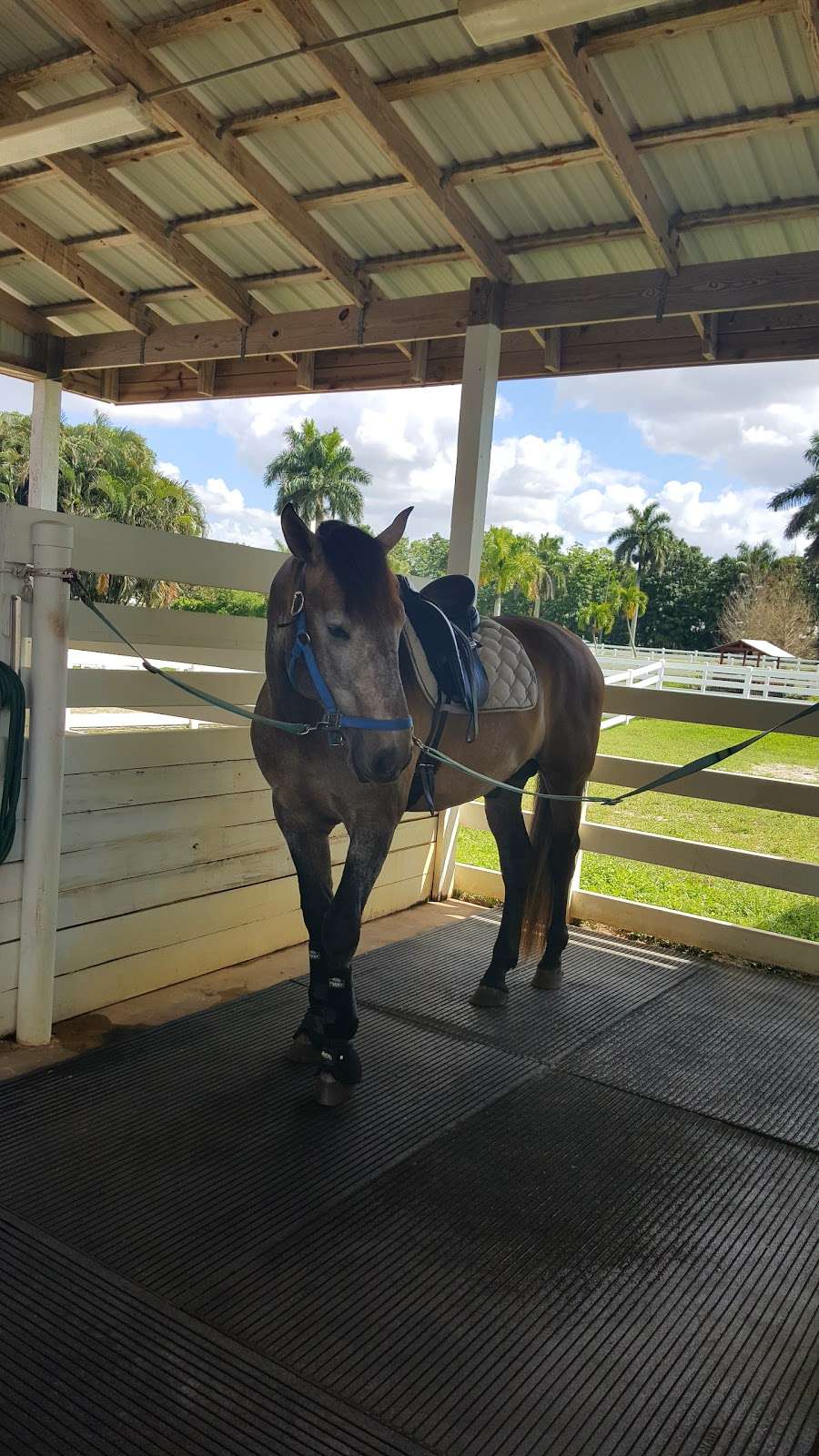 Sunshine Ranches Equestrian Park | 5840 SW 148th Ave, Fort Lauderdale, FL 33330, USA | Phone: (954) 434-0008