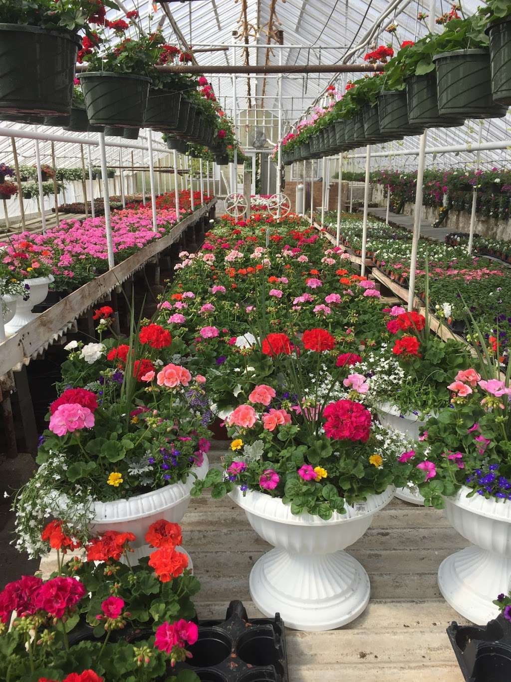 Toms Greenhouses and Florist | 123 Montgomery St, Goshen, NY 10924, USA | Phone: (845) 294-5233