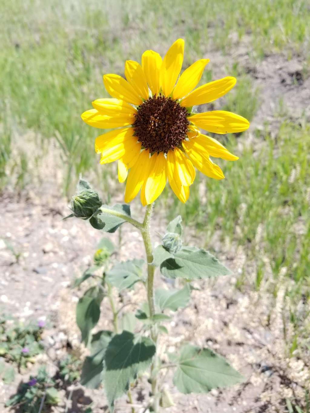 Coyote Ridge Natural Area | Spring Mesa Rd, Fort Collins, CO 80526, USA | Phone: (970) 416-2815