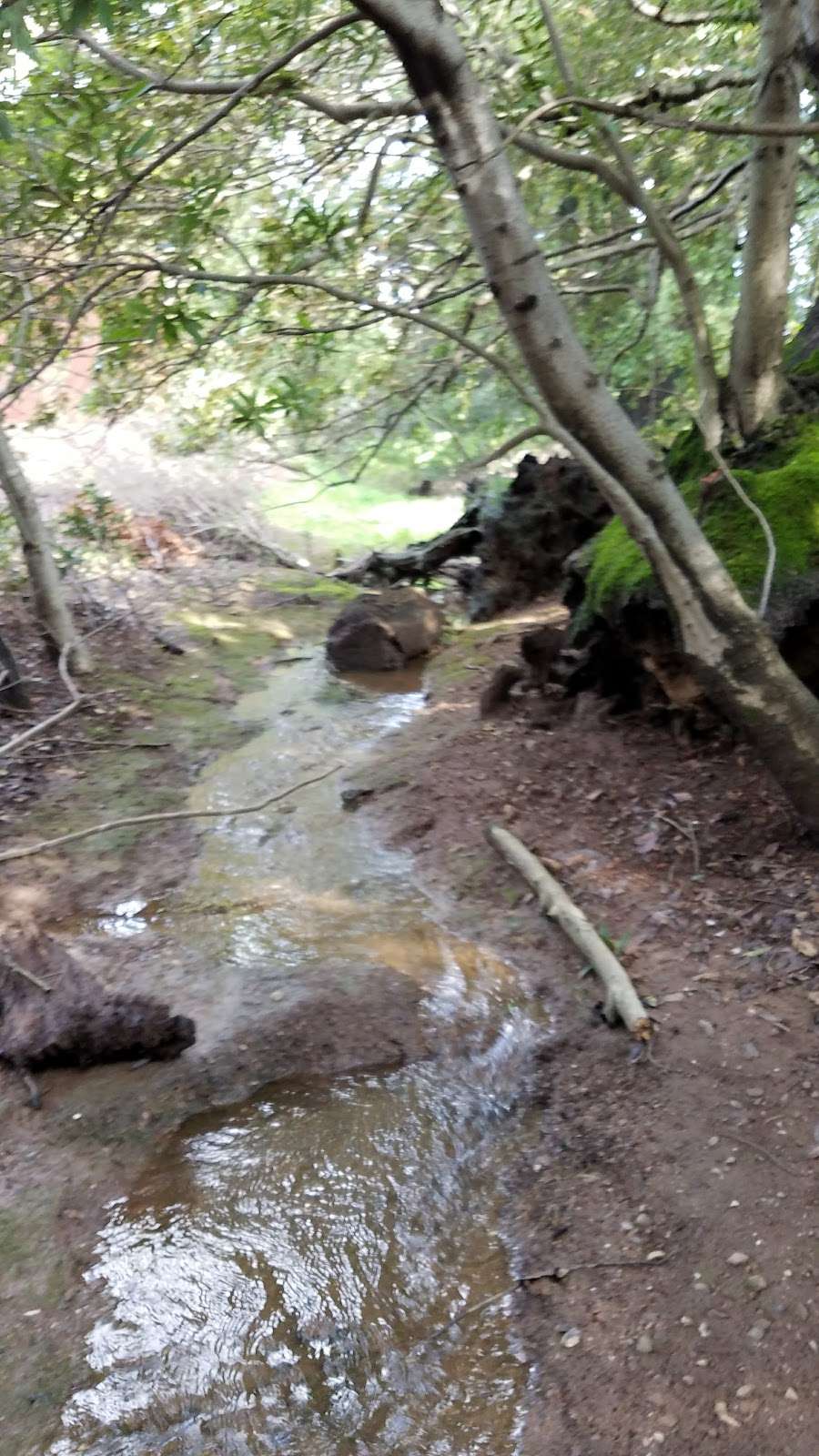 Dwarf Oak Trail Trailhead (Mount Burdell) | 2931 Novato Blvd, Novato, CA 94947, USA