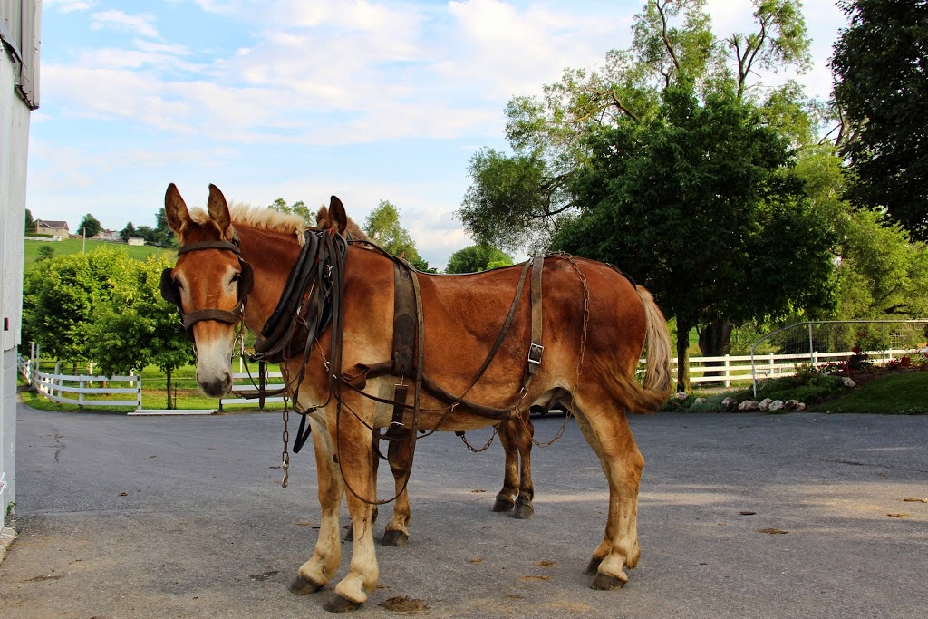 Amish Farm Stay | 130 Centerville Rd, Gordonville, PA 17529, USA | Phone: (215) 859-7092