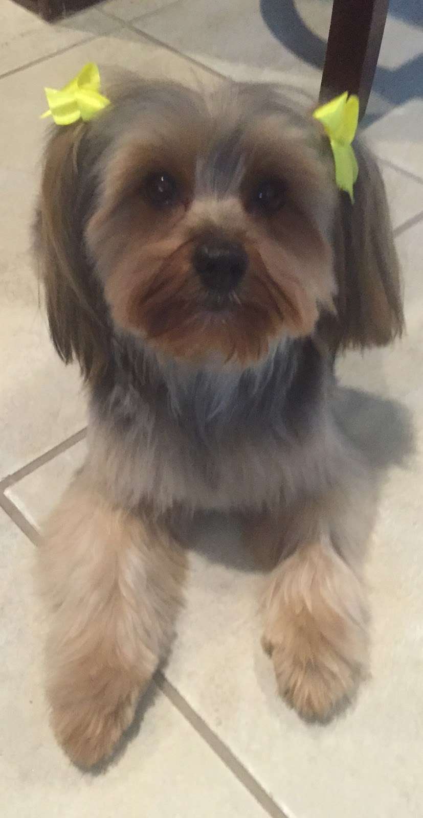 Rubber Doggies Wash n Go | 3929 Cibolo Valley Dr #240, Cibolo, TX 78108, USA | Phone: (210) 659-3000