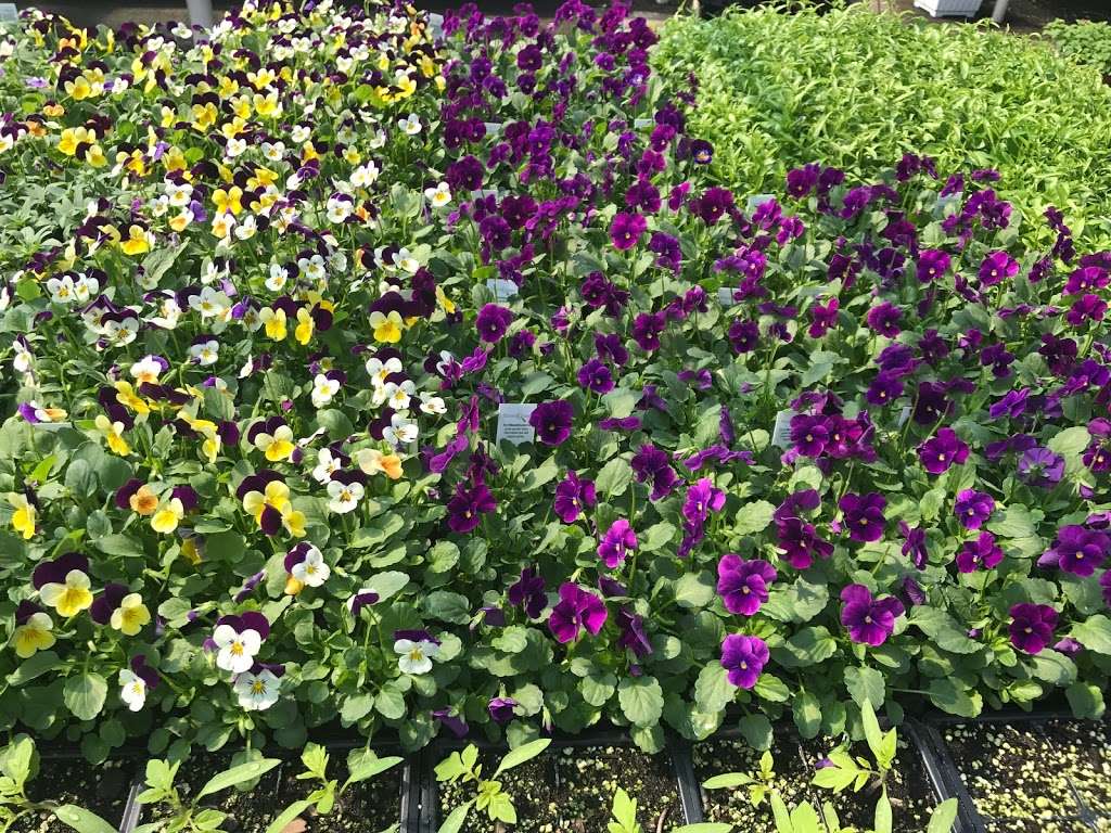 Lake Anna Nursery and Landscaping | 4966, 71 Oak Grove Dr, Mineral, VA 23117, USA | Phone: (540) 894-9488