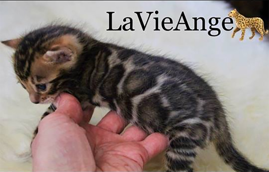 LaVieAnge Bengal Cats and Kittens Cattery | 7010 Avenue U, Brooklyn, NY 11234 | Phone: (718) 808-3690