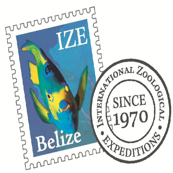 IZE Belize | 210 Washington St, Sherborn, MA 01770, USA | Phone: (508) 655-1461