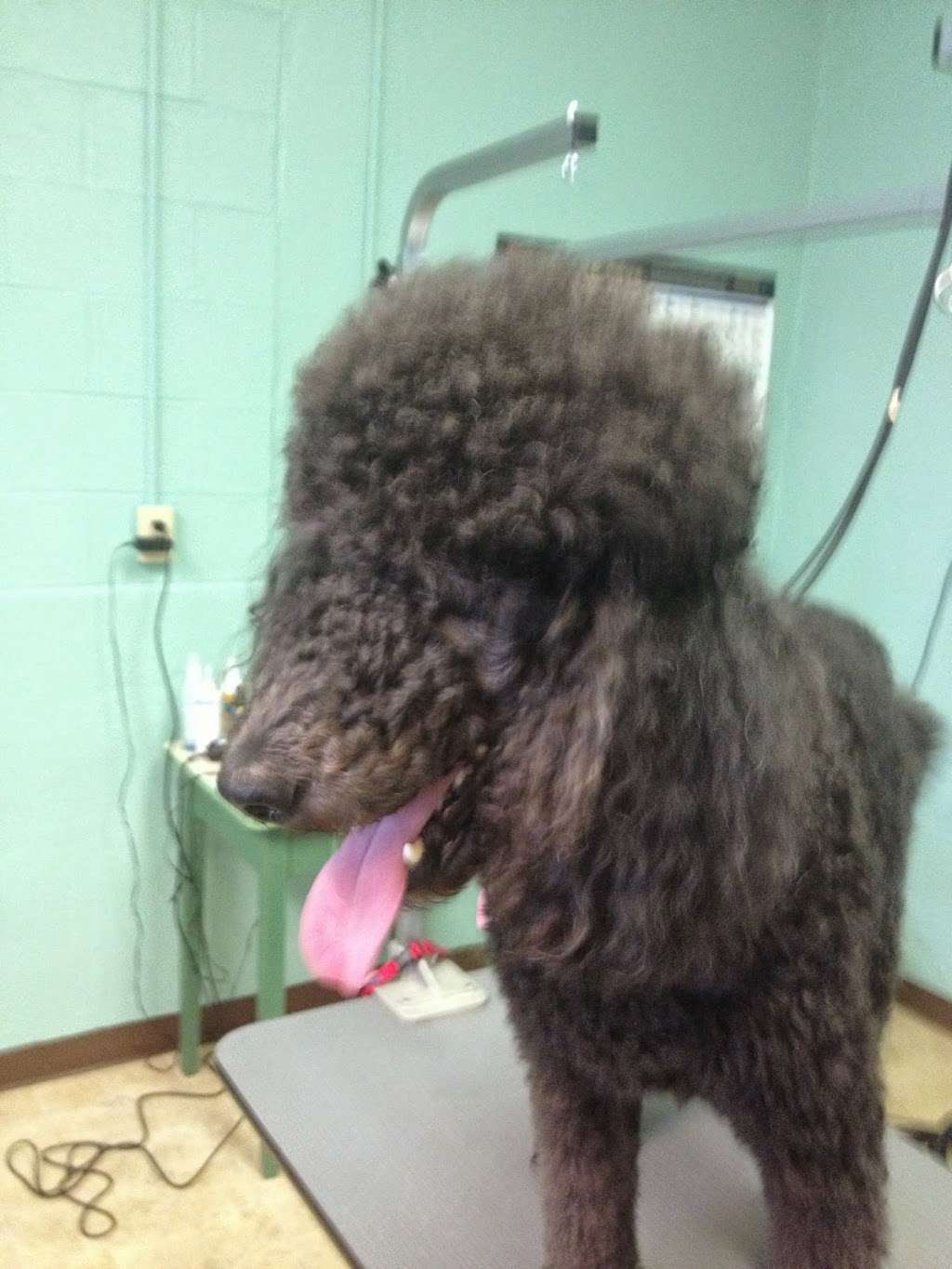 Tails of The Town Grooming Salon | 34205 Old Ocean City Rd, Pittsville, MD 21850, USA | Phone: (410) 835-5505