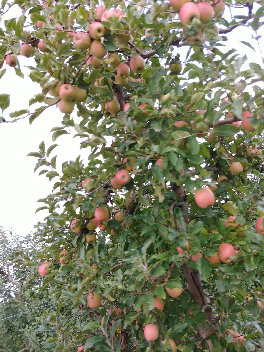 Brecknock Orchard | 390 Orchard Rd, Mohnton, PA 19540, USA | Phone: (717) 445-5704 Brecknock Orchard | 390 Orchard Rd, Mohnton, PA 19540, USA | Phone: (717) 445-5704