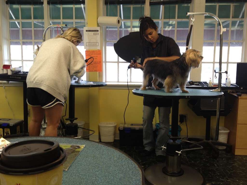 Houston Pet Grooming Academy | 6727 1/2 Weslayan St, Houston, TX 77005 | Phone: (713) 253-5757