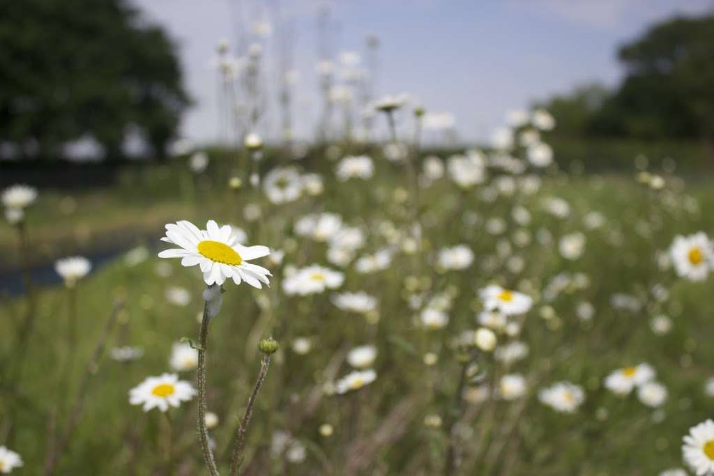 Flowers at Summerhill | Summerhill Farm, Summerhill, Goudhurst TN17 1JU, UK | Phone: 07857 289125