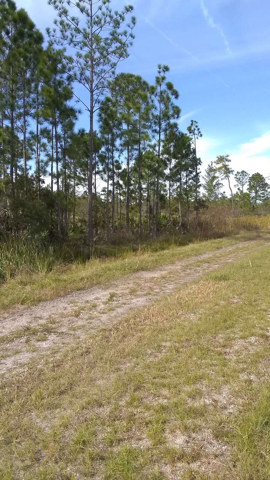 Scottsmoor Flatwoods Sanctuary West | 5000 Rose Marie Pl, Mims, FL 32754, USA