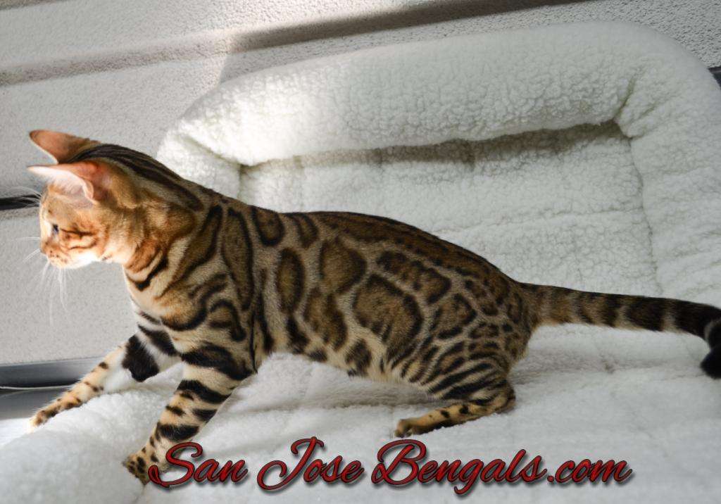 San Jose Bengal Cats | 171 Branham Ln, San Jose, CA 95136, USA | Phone: (408) 478-8707