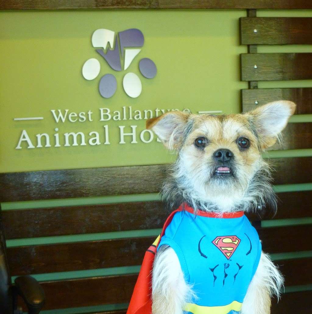 West Ballantyne Animal Hospital | 11926 Providence Rd W Suite E0, Charlotte, NC 28277, USA | Phone: (980) 220-6762