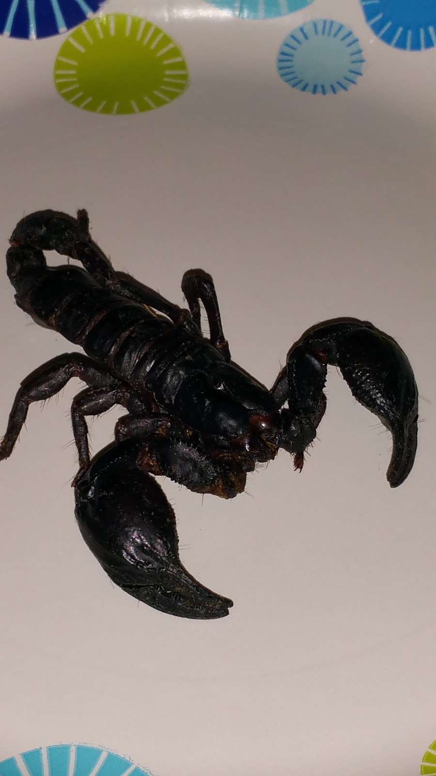 Discount Termite & Pest | 2228 Lime Tree Dr, Edgewater, FL 32141, USA | Phone: (386) 427-4488
