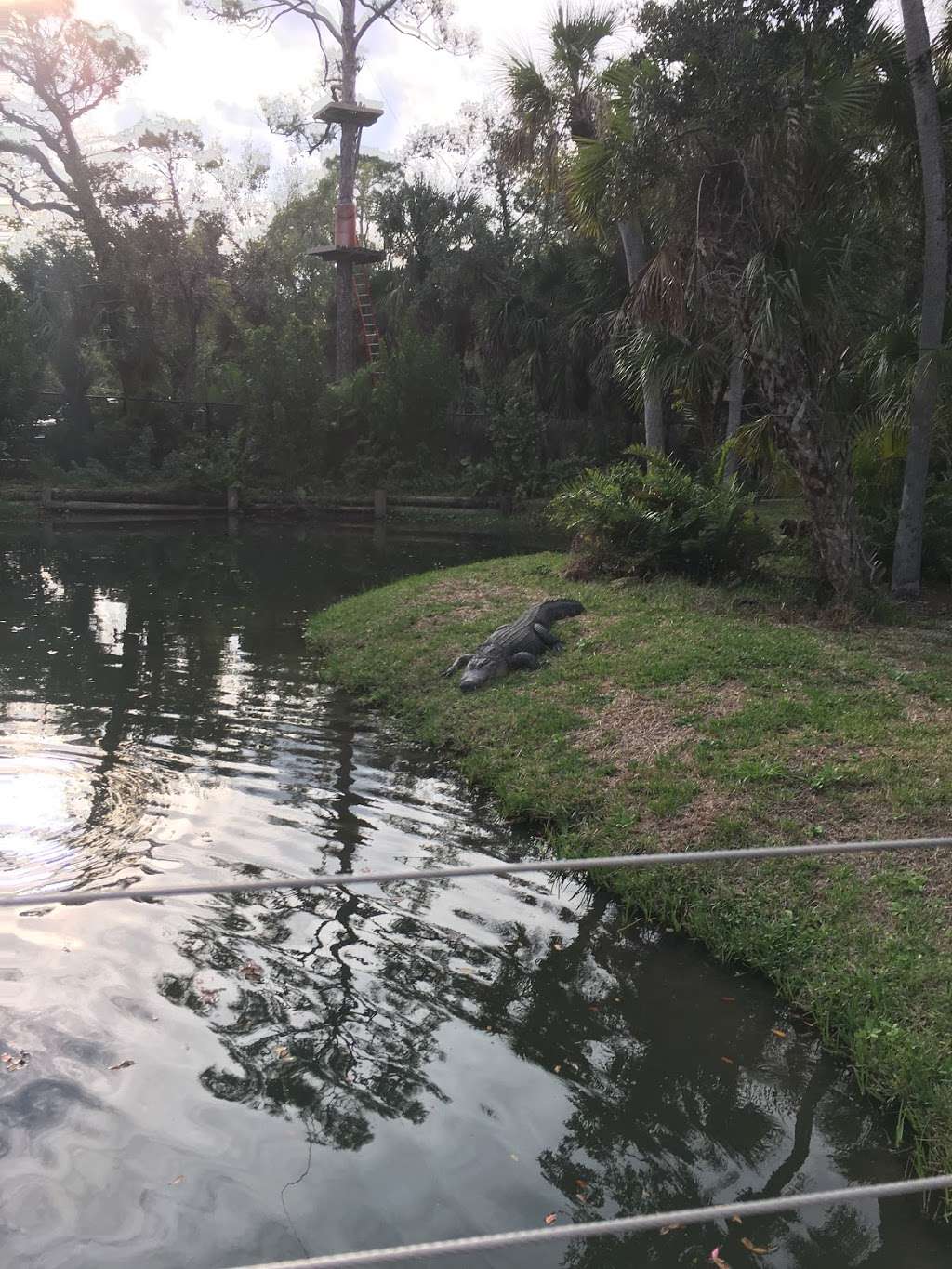 American Crocodile | 2614632, Melbourne, FL 32940, USA