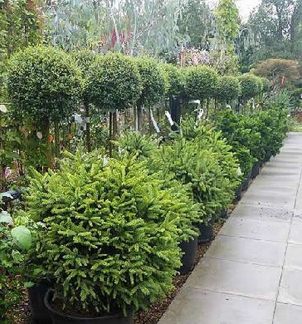 Paramount Plants & Gardens | 131 Theobalds Park Rd, Crews Hill, Enfield EN2 9BH, UK | Phone: 020 8367 8809