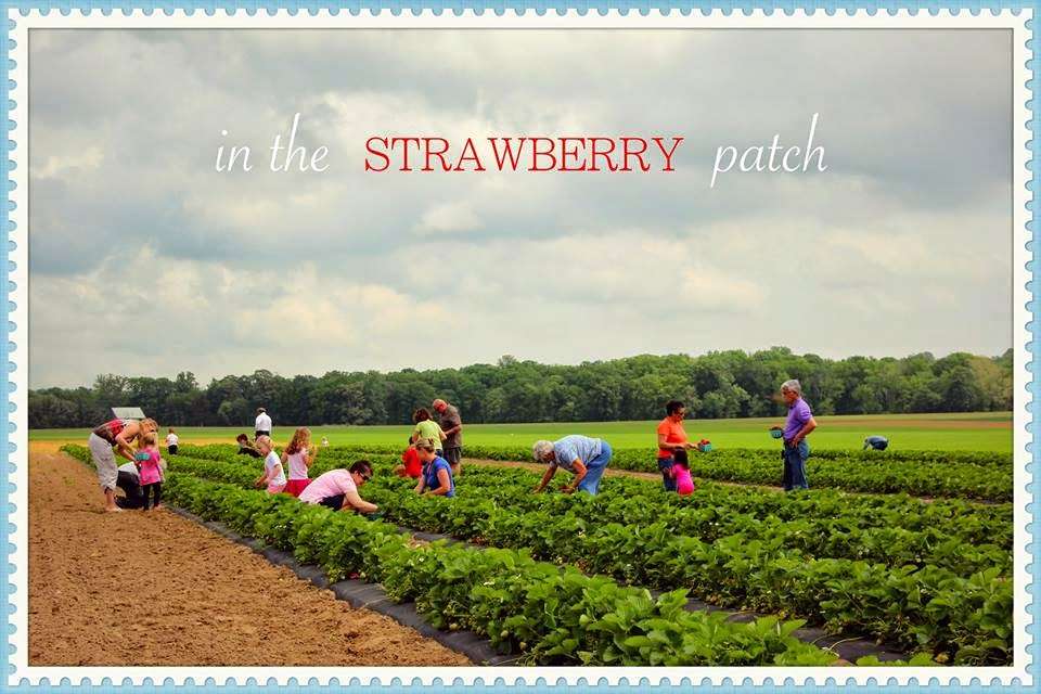 Swann Farms - U-Pick Berries | 7740 Swan Ln, Owings, MD 20736 | Phone: (443) 770-3510