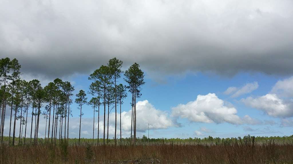 Heart Island Conservation Area | De Leon Springs, FL 32130, USA