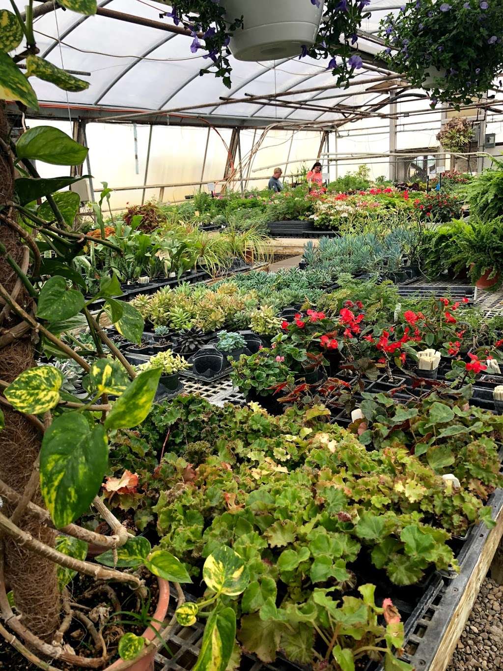 Davidson Greenhouse & Nursery Inc | 3147 E Ladoga Rd, Crawfordsville, IN 47933, USA | Phone: (765) 364-0556