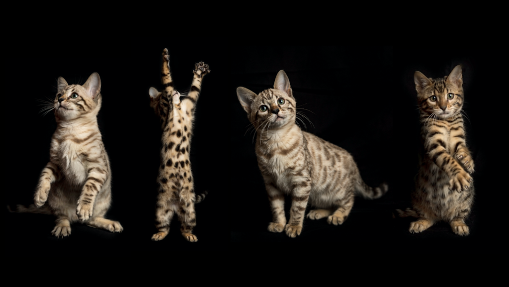 Lucky 1st Bengal Kittens | 52 Rhodes Cir, Hingham, MA 02043, USA | Phone: (781) 749-3790