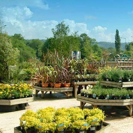 Knights Garden Centre - Betchworth Plant Centre | Station Rd, Betchworth RH3 7DF, UK | Phone: 01737 842099