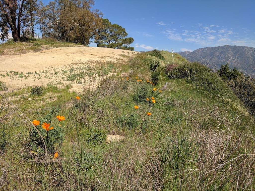 Tree Of Life | 3.79 Miles from Base at Stough Canyon Nature Center. Elevation: 2,940 ft, Sun Valley, CA 91352, USA